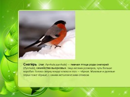 Птицы Нижегородской области, слайд 14