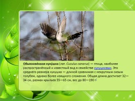 Птицы Нижегородской области, слайд 15
