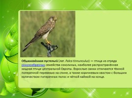 Птицы Нижегородской области, слайд 17