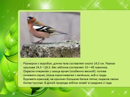Птицы Нижегородской области, слайд 2