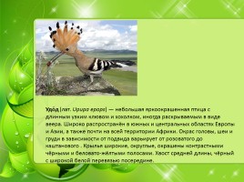 Птицы Нижегородской области, слайд 21