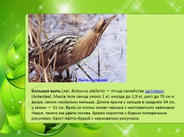 Птицы Нижегородской области, слайд 22