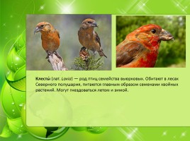 Птицы Нижегородской области, слайд 23