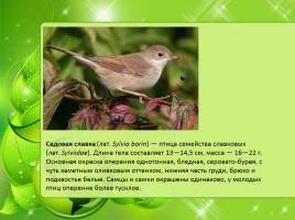 Птицы Нижегородской области, слайд 24