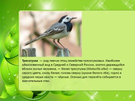 Птицы Нижегородской области, слайд 25
