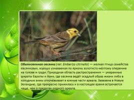 Птицы Нижегородской области, слайд 26