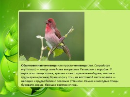 Птицы Нижегородской области, слайд 27