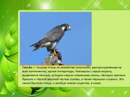 Птицы Нижегородской области, слайд 28