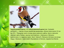 Птицы Нижегородской области, слайд 3
