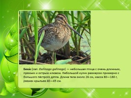 Птицы Нижегородской области, слайд 30