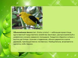 Птицы Нижегородской области, слайд 31