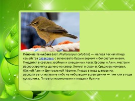 Птицы Нижегородской области, слайд 32