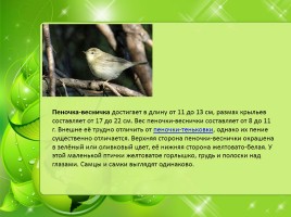 Птицы Нижегородской области, слайд 33