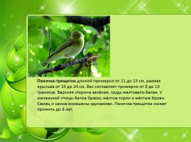 Птицы Нижегородской области, слайд 34