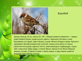 Птицы Нижегородской области, слайд 4