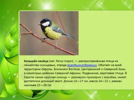 Птицы Нижегородской области, слайд 5
