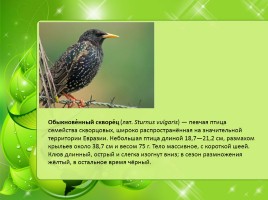 Птицы Нижегородской области, слайд 7