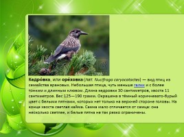 Птицы Нижегородской области, слайд 8