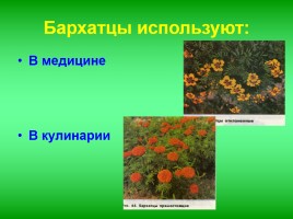 Исследовательская работа «Культурное растение - бархатцы», слайд 7