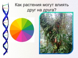 Влияние растений друг на друга, слайд 4