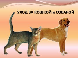 В помощь первокласснику «Как ухаживать за кошкой и собакой», слайд 5