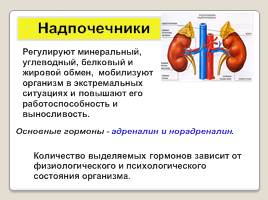 Эндокринная система человека, слайд 11