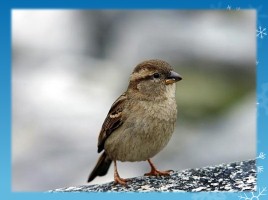 Как зимой помочь птицам?, слайд 2