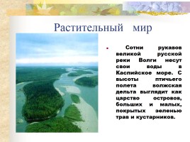 Заповедники России - Астраханский заповедник, слайд 5