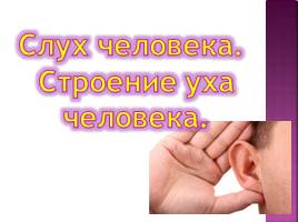 Слух человека - Строение уха человека, слайд 2