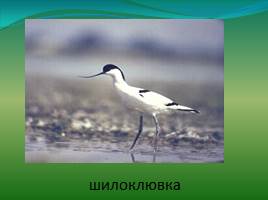 Видовое разнообразие птиц обитающих на территории Озера Маныч-Гудило, слайд 14