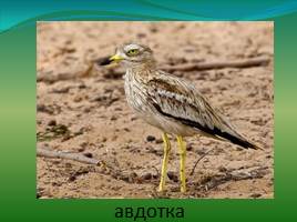 Видовое разнообразие птиц обитающих на территории Озера Маныч-Гудило, слайд 16