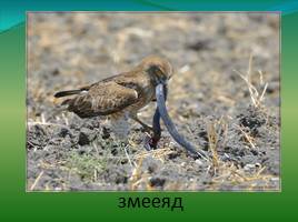 Видовое разнообразие птиц обитающих на территории Озера Маныч-Гудило, слайд 26