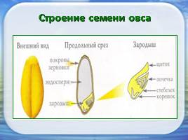 Влияние природных стимуляторов на всхожесть семян овса, слайд 7