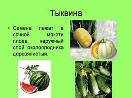 Плоды - Классификация плодов, слайд 13