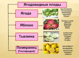 Плоды - Классификация плодов, слайд 5