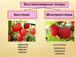 Плоды - Классификация плодов, слайд 6