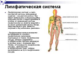 Сердечно-сосудистая система, слайд 11