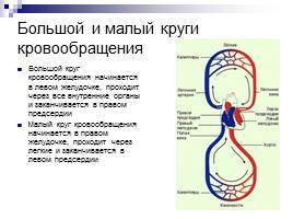 Сердечно-сосудистая система, слайд 5