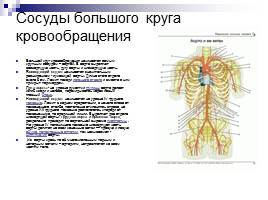 Сердечно-сосудистая система, слайд 6