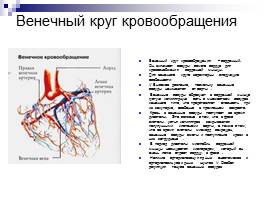 Сердечно-сосудистая система, слайд 8