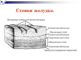 Пищеварительная система человека, слайд 25