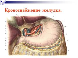 Пищеварительная система человека, слайд 28