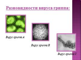 Борьба организма с инфекцией - Иммунитет, слайд 11