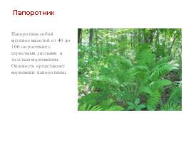 Ядовитые растения леса, слайд 10