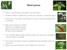Ядовитые растения леса, слайд 12