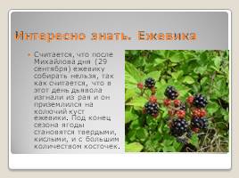 Лесные ягоды Эстонии, слайд 10