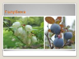 Лесные ягоды Эстонии, слайд 11
