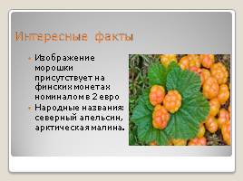 Лесные ягоды Эстонии, слайд 12