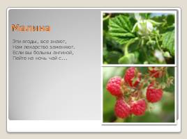 Лесные ягоды Эстонии, слайд 13