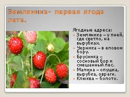 Лесные ягоды Эстонии, слайд 2